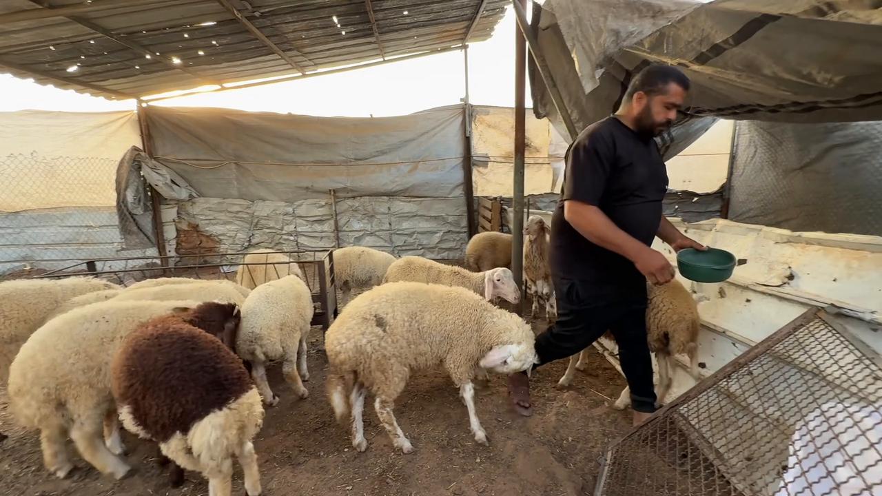 Video thumbnail for Gaza Eid Livestock Prices Rise 9.