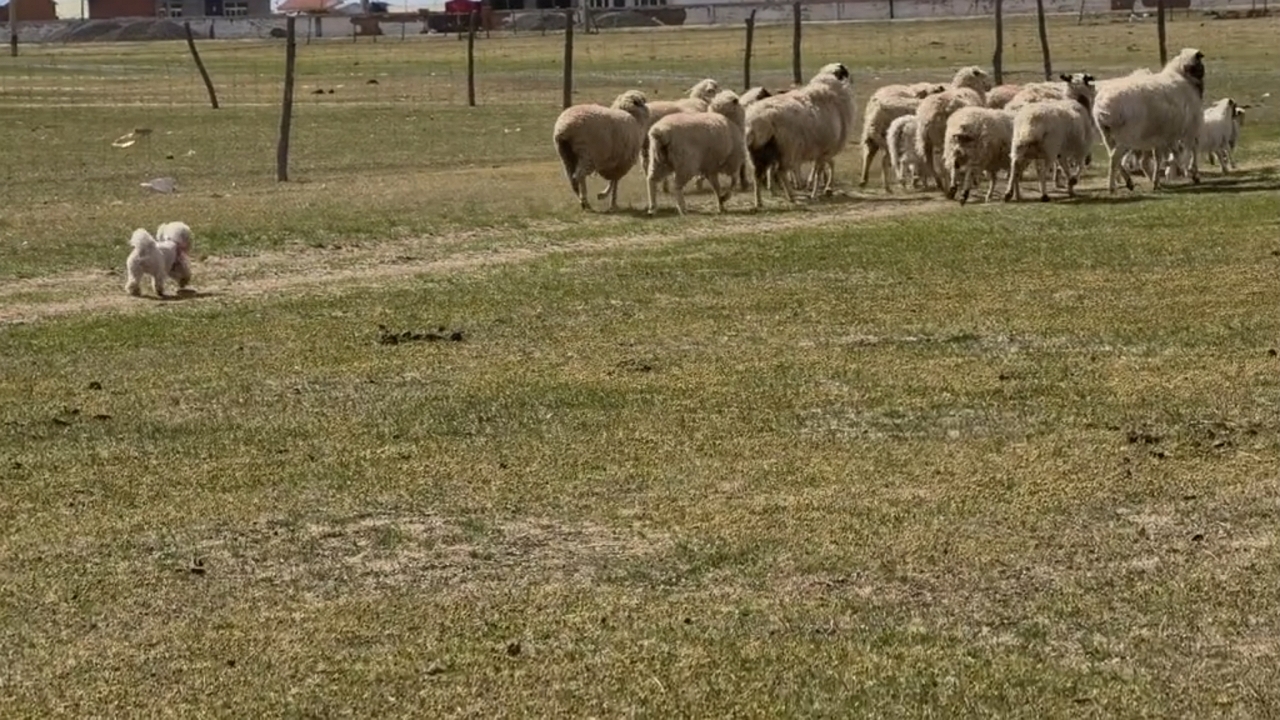 Video thumbnail for Tiny Dog Herds Sheep in Playful Beijing Scene