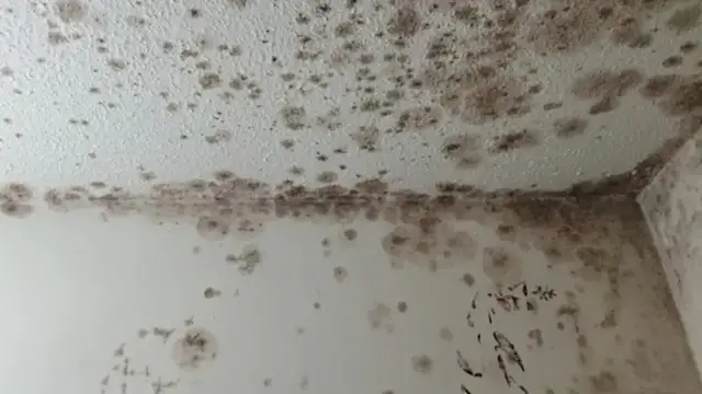 Video thumbnail for Coney Island tenants demand action over rats, garbage, broken elevators and lack of gas