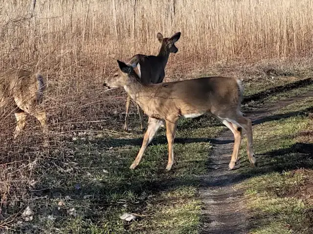 Video thumbnail for AAA warns Long Island drivers of increased deer collision risk this fall