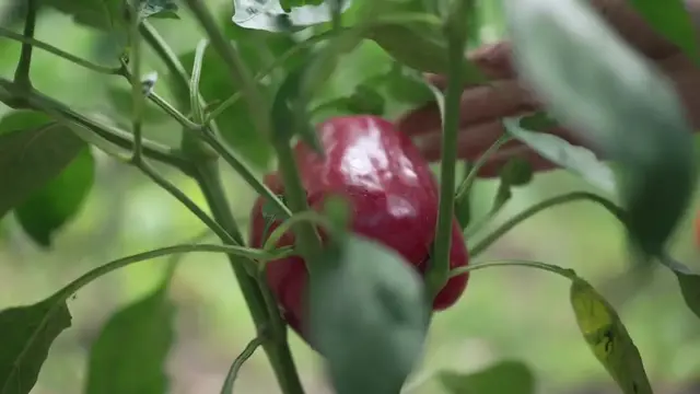 Video thumbnail for How To Grow Impatiens