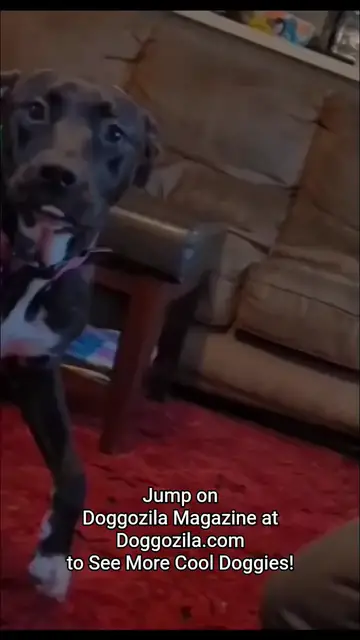 'Video thumbnail for Funny Dog Prank - Traumatized Pup After a Joke #dogprankvideo #funnydog #dogcomedy #dogplaying'