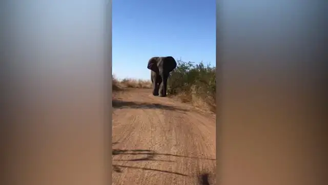 Video thumbnail for Couple On Anniversary Trip Have Incredible Close Elephant Encounter | Wild-ish TV