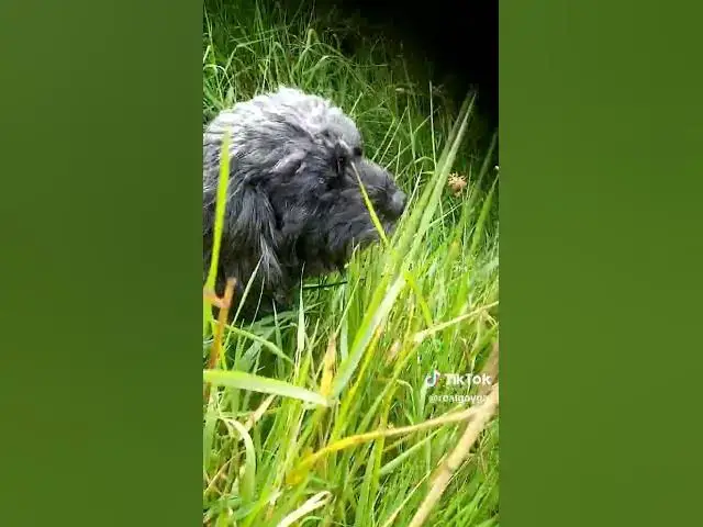 'Video thumbnail for Oscar the Cavapoo munching grass'