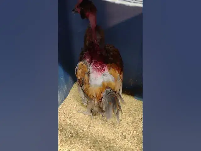 Video thumbnail for Word of Caution When Introducing Chickens To Flock #Shorts