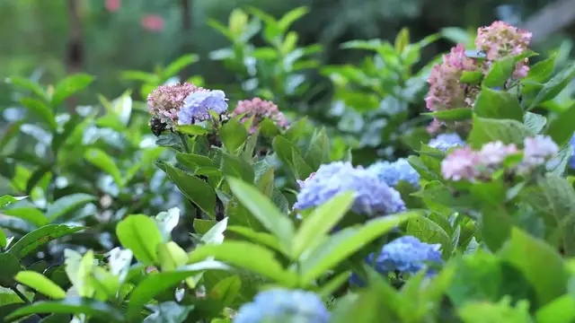 Video thumbnail for How to Grow Hydrangea