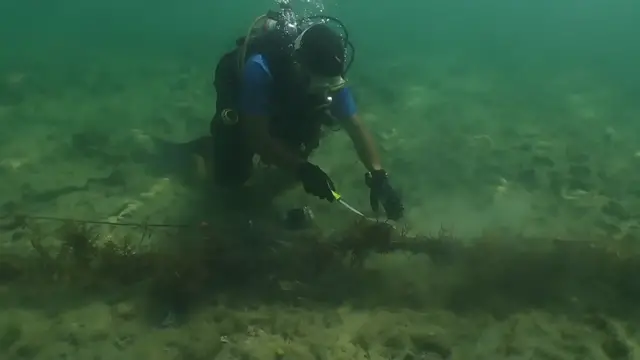 Video thumbnail for Heroic Divers Rescue Two Miniature Sharks | Wild-ish TV