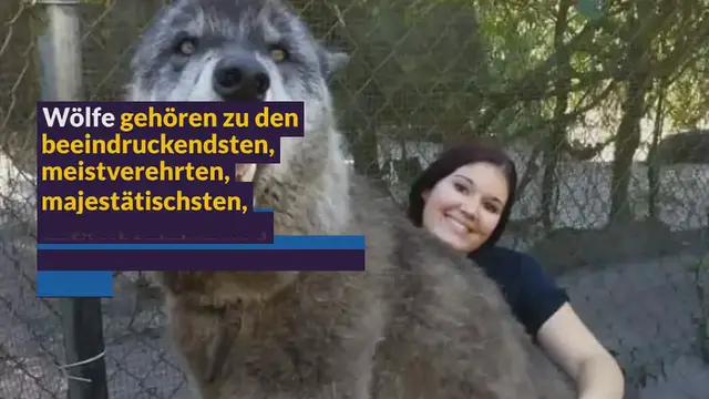 Video thumbnail for “Frauenheld”: Darum lässt sich dieser furchteinflößende Wolf nur von Frauen umsorgen