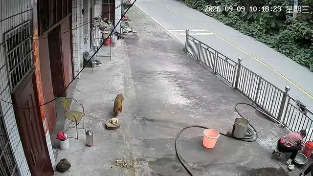 Video thumbnail for Dog Quietly Steals Cooked Duck While Woman Washes Dishes
