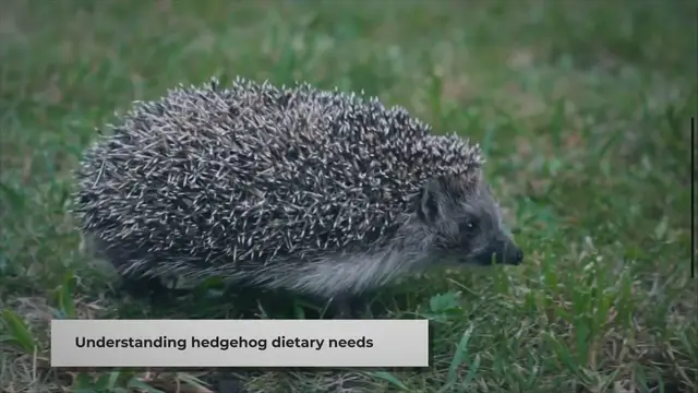 Video thumbnail for What to Feed Your Pet Hedgehog: A Quick Guide