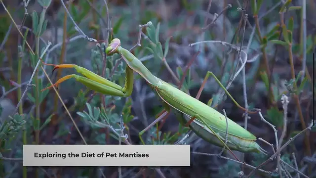 Video thumbnail for Feeding Your Pet Praying Mantis: A Quick Guide