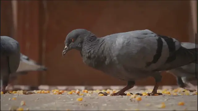 Video thumbnail for Feeding Your Pet Pigeon: A Quick Guide