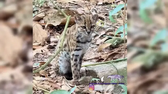 Video thumbnail for Bolivia: Scientists identify a new species of wild cat in the Yungas.