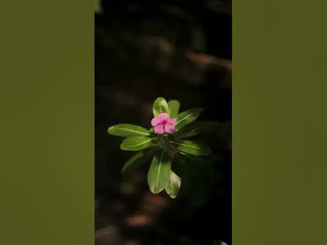 Video thumbnail for Matthew 5:16