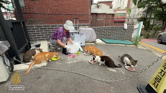 Video thumbnail for South Korea’s stray cats: As numbers grow, debate over culls gets louder