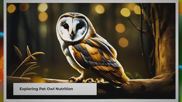 Video thumbnail for Feeding Pet Owls: A Quick Guide