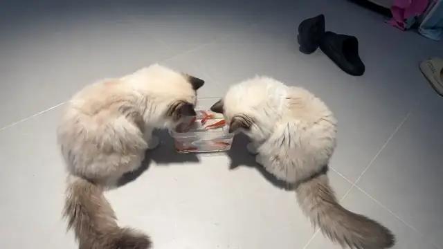 Video thumbnail for Two Persian Cats Playfully Watch Fish in a Water Container