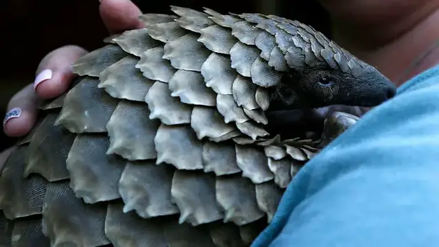 Video thumbnail for New documentary shines light on plight of pangolins, one of the world's most trafficked mamals