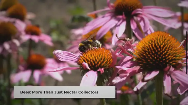 Video thumbnail for Are Bees Carnivores? Unveiling the Truth about Their Diet