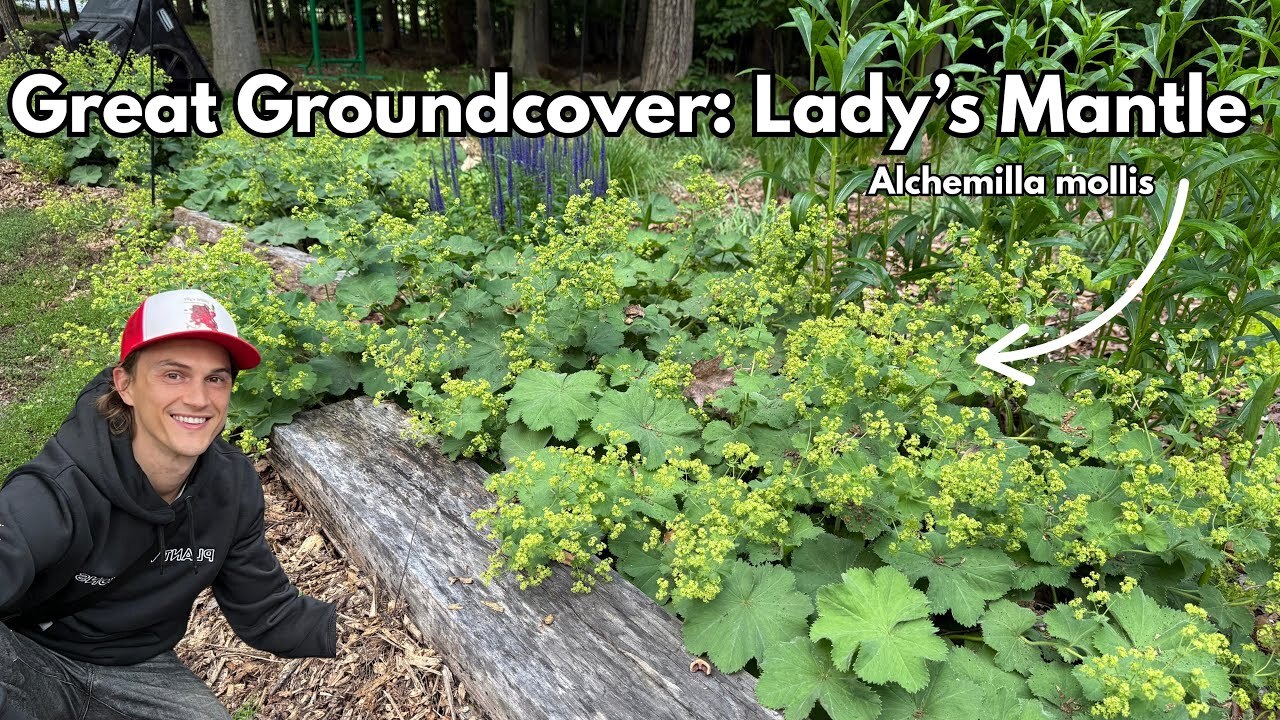 Video thumbnail for Great Groundcover - Lady's Mantle - Alchemilla mollis
