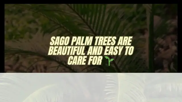 Video thumbnail for How to care for a Sago Palm Tree 🌴