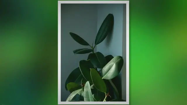 Video thumbnail for Rubber Plant Care: The Ultimate Guide