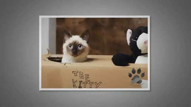 Video thumbnail for How Do You Entertain a Siamese Cat?