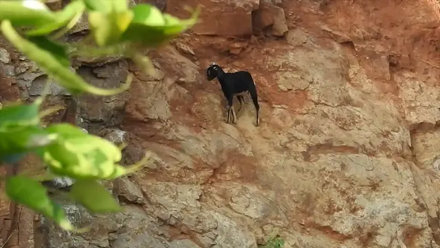 Video thumbnail for Stranded Goat Rescued From Cliff Ledge | Wild-ish TV