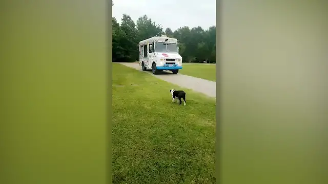 Video thumbnail for Dog Buys Ice Cream From Truck Every Day | Wild-ish TV