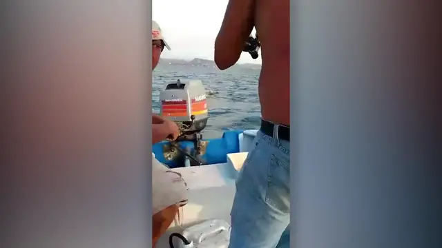Video thumbnail for Heroic Rescuers Sail Out to Save Puppy Caught in Rip Tide | Wild-ish TV