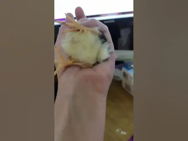 Video thumbnail for Mottled Houdan Baby Chicks Day 7 #Shorts