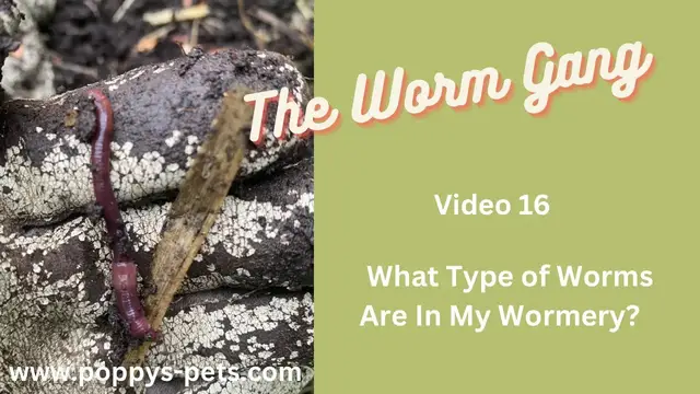 Video thumbnail for Video 16:  Types of Composting Worms in my Ferme Du Moutta / Worm Box