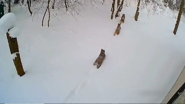 Video thumbnail for Rare Footage Shows Lynx Mother Exploring the Wild With Her Three Cubs in Russia