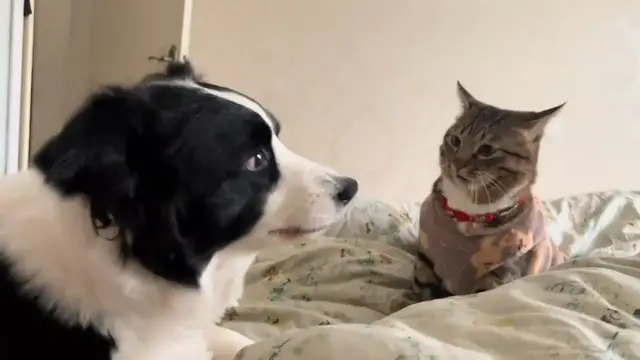 Video thumbnail for Border Collie and Tabby Cat's Playful Bedtime Wrestle