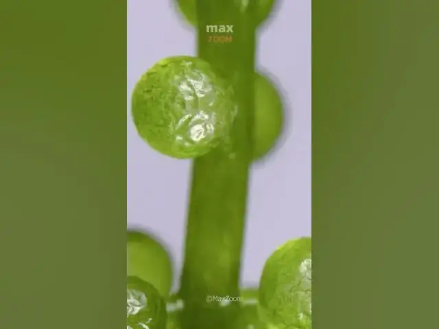 'Video thumbnail for How things work close up #macro #closeup #satisfying'