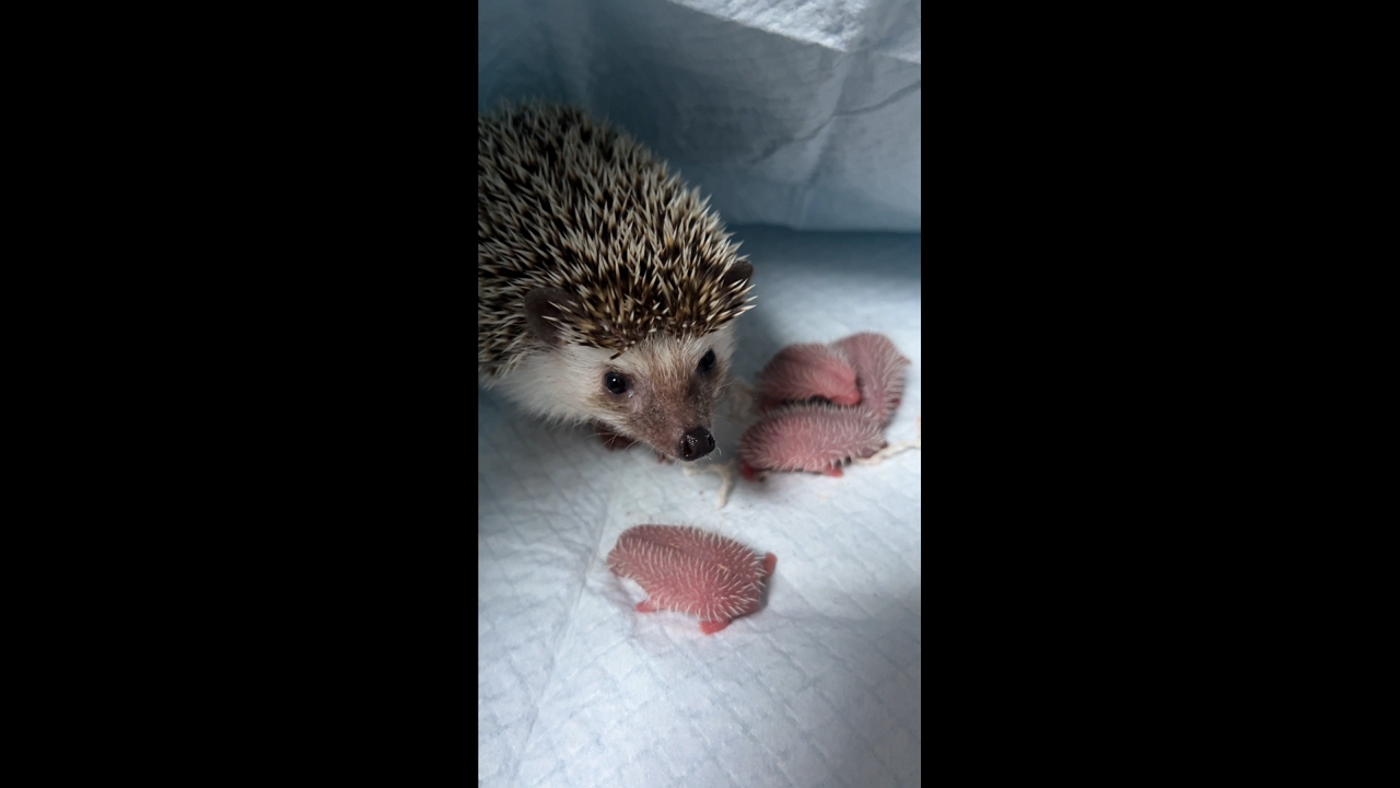 Video thumbnail for Mother Hedgehog Cares for Newborns in Tianjin