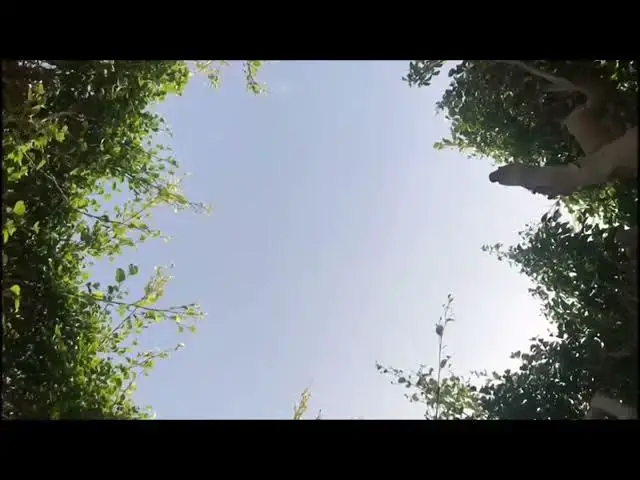 Video thumbnail for Sky and Tree