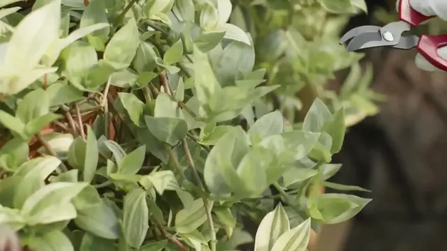 Video thumbnail for How to Propagate Zanzibar Gem