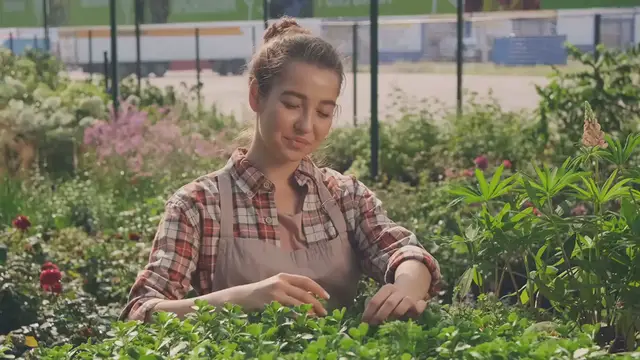 Video thumbnail for Types of Shrubs