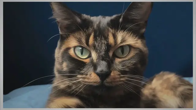'Video thumbnail for Chat écaille de tortue : 7 choses que vous ne connaissez pas'