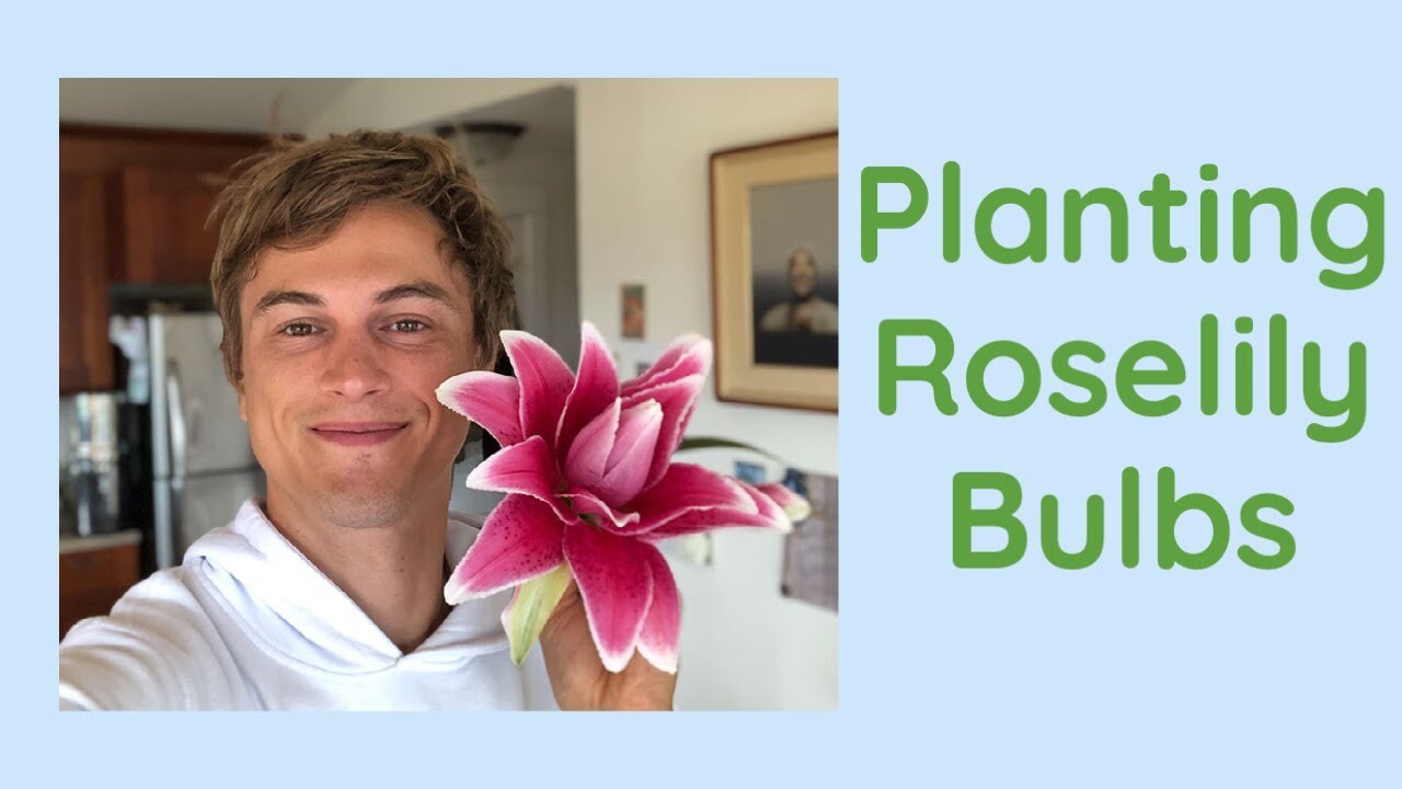 Video thumbnail for Planting Roselily Bulbs in My Garden