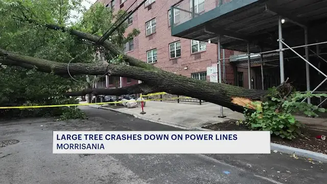 Video thumbnail for 'It sounded like a bomb.' Large tree crashes down on power lines in Morrisania