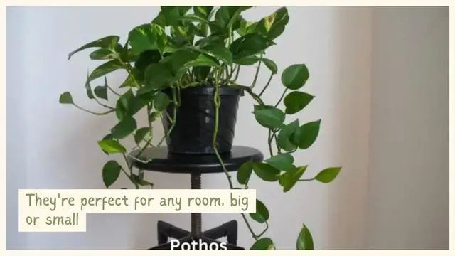 Video thumbnail for House Plants for Every Home 🌿