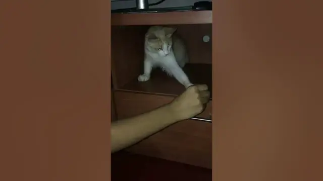 Video thumbnail for Best Funny Cat Videos 2021 #Short