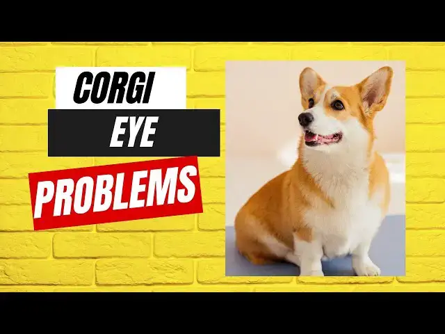 Video thumbnail for Corgi Eye Problems