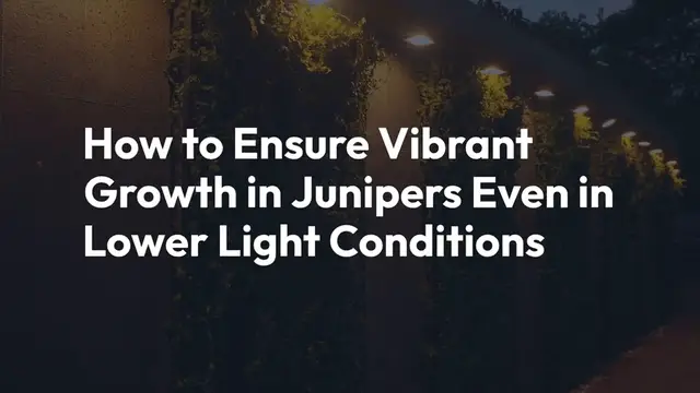 Video thumbnail for Growing Vibrant Junipers in Shade