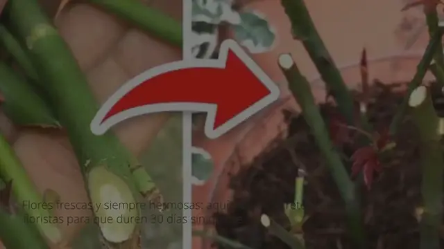 Video thumbnail for Flores frescas, el secreto de los floristas para que duren 30 días sin que se marchiten