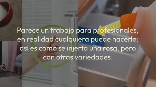 Video thumbnail for Cómo injertar una rosa en otra variedad: el truco finalmente revelado