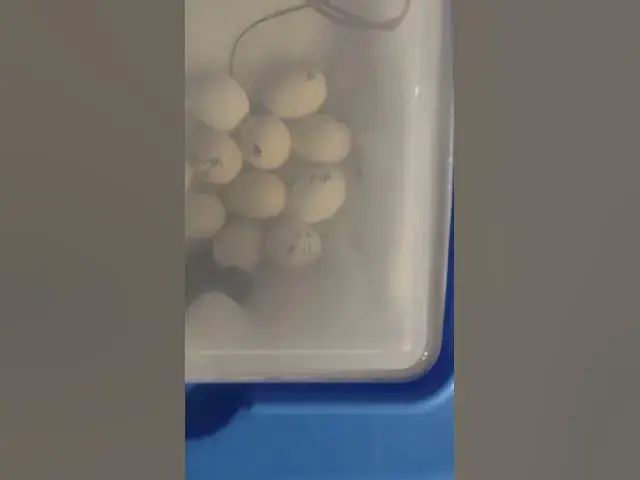 Video thumbnail for Baby Silkie Chicks Hatching #Shorts