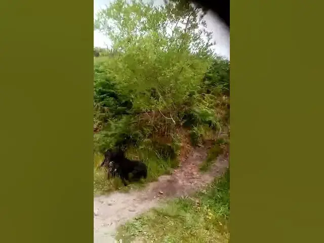 'Video thumbnail for Grass seed problems for dogs during the summer'